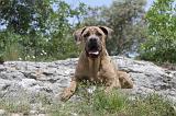 CANE CORSO 062
